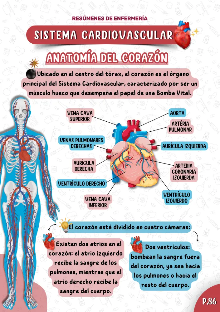 Espanhol Anatomia PT1 (8) (1)